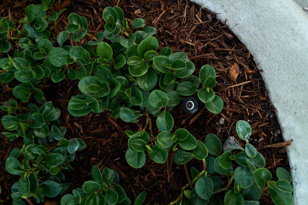 Irrigation for Arazoza Brothers Corporation in Miami, FL