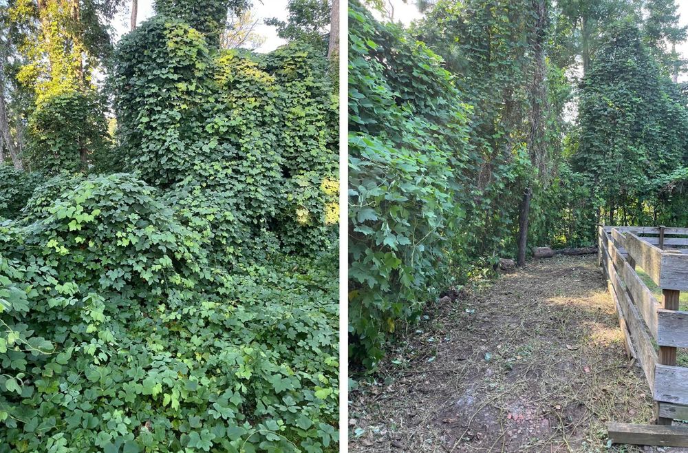 Our professional tree pruning service is designed to enhance the health and appearance of your trees while promoting optimal growth and reducing potential hazards on your property. for GreenGo Lawn Pros in Myrtle Beach, SC