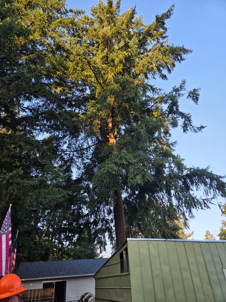 All Photos for Clippys Tree Pros in Stayton, OR