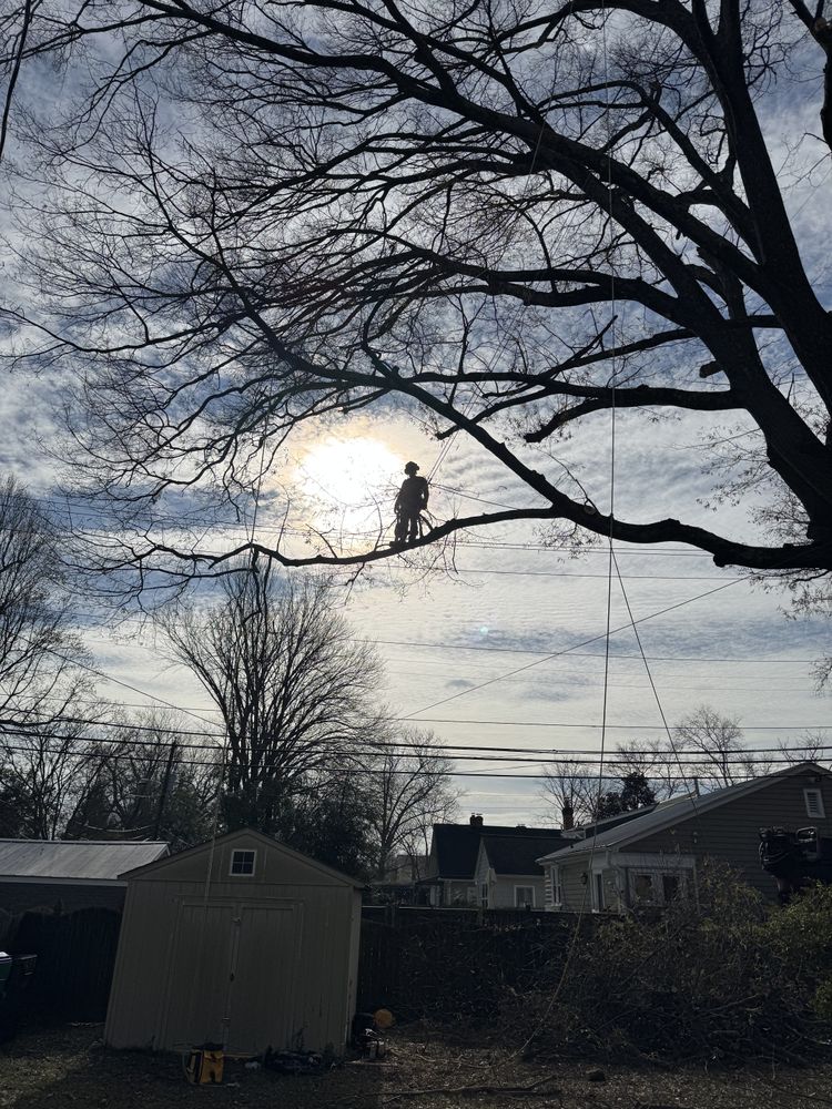 All Photos for Rawls Tree Care in Richmond, VA