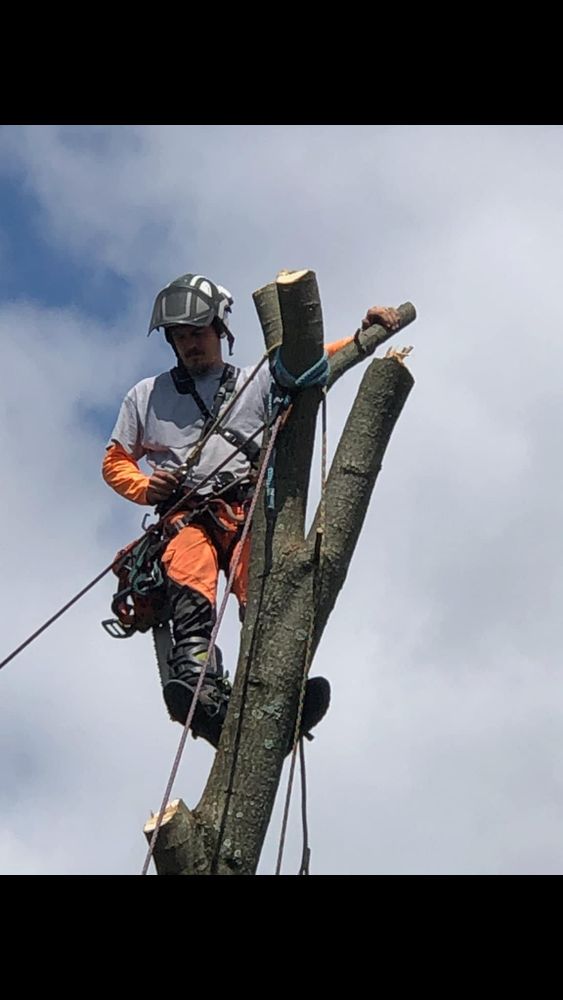 Shrub Trimming for JJ Tree Service in Gibsonia, PA