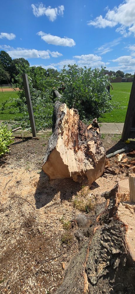 All Photos for Beach Tree Care in Virginia Beach, VA