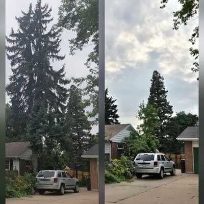 Our Pine Beetle Infested Tree Services specialize in assessing, treating, and safely removing affected trees to protect your property and maintain the health of surrounding flora efficiently. for Family Tree & Landscape LLC in Aurora, CO