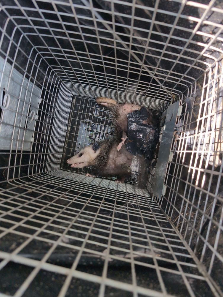 All Photos for Topper's Wildlife Removal in Garland, TX