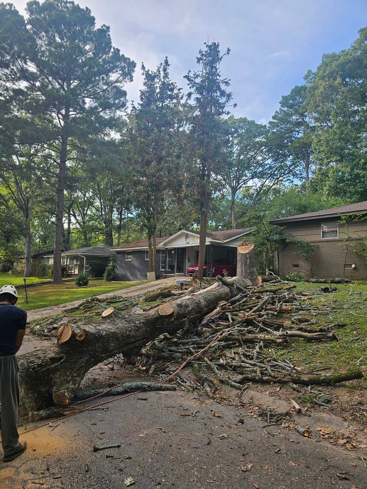 All Photos for Millers Tree Service in Saline County, AR