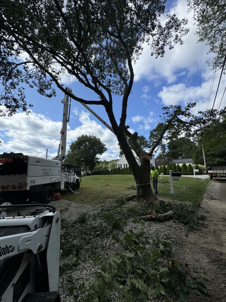 Tree Removal for Robery's Tree Service in West Wareham, MA