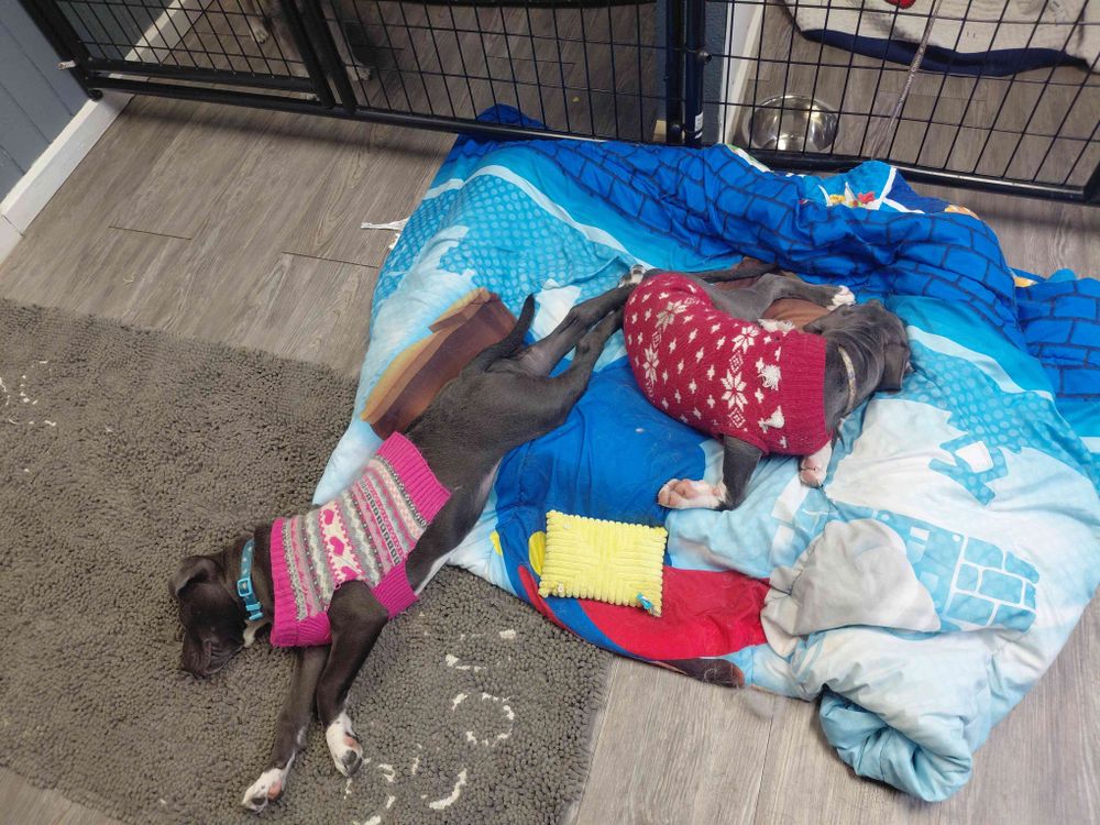 All Photos for Curbside Clips Mobile Grooming in Roachdale, Indiana