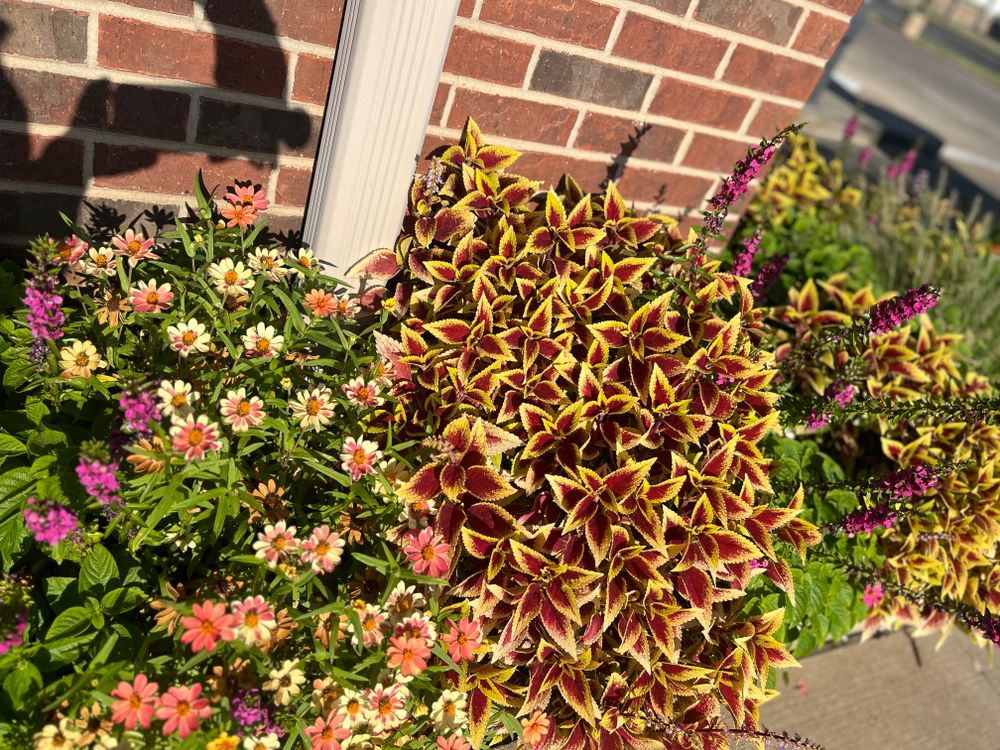 Seasonal Color for Urban Lawn & Landscape in Oklahoma City, OK