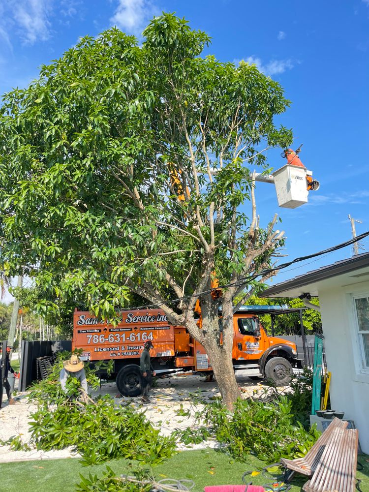 All Photos for Sam's Tree Service in Miami Beach,  FL