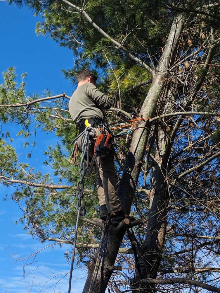 Tree Removal for Affordable Tree Service TN in White House, TN