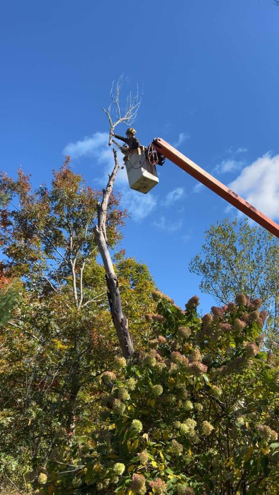 All Photos for Dwights Tree Service LLC in Middleborough, MA