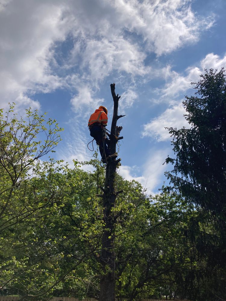 All Photos for Village Tree Service  in Whitestown, IN