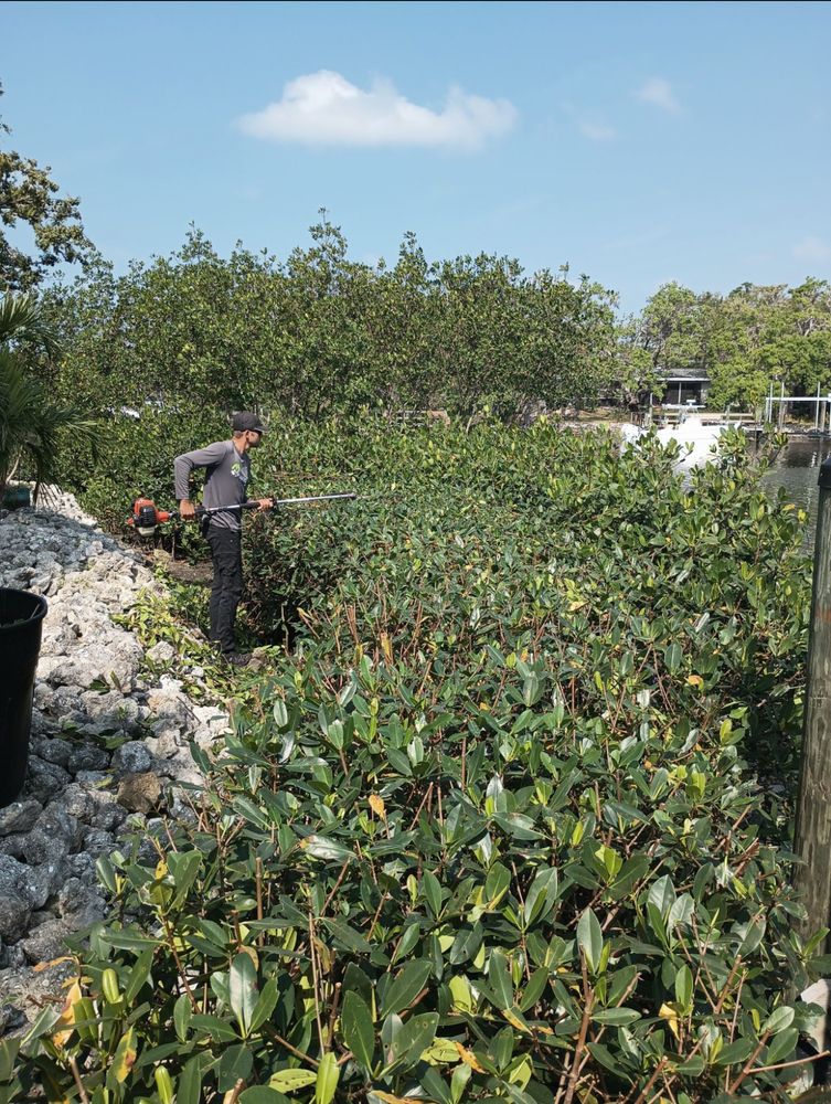 Our Mangrove Trimming service ensures healthy, properly shaped mangroves, while complying with local regulations to protect ecosystems and promote sustainable coastal environments. ISA Certified Arborist’s are the professional mangrove trimmers! for MX Trees LLC in Englewood, FL