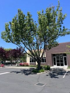 All Photos for Sammy's Tree Services in Sacramento, CA