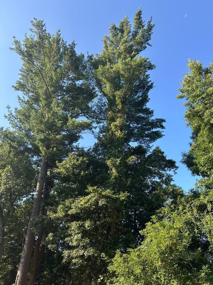 All Photos for Silver City Tree and Landscape in Taunton, MA