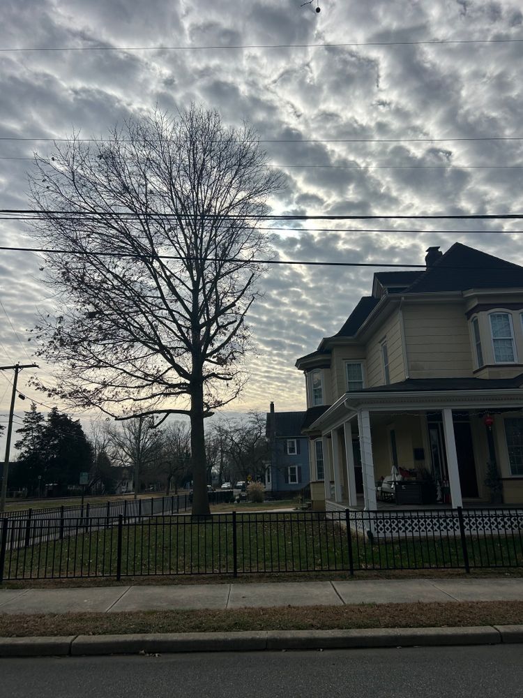 All Photos for Hingewood Tree Service in Salem, NJ