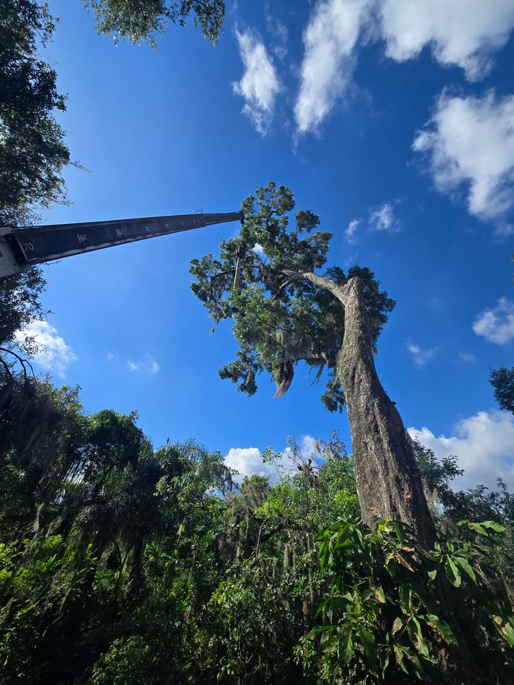 All Photos for Near Me Tree Service, Inc. in DeLand, FL