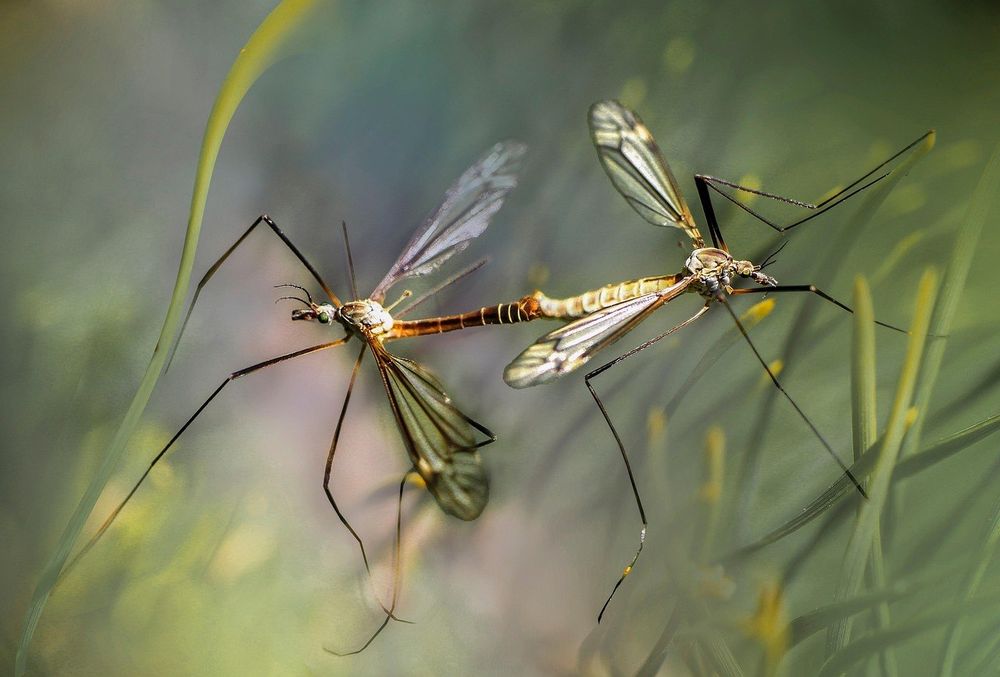 Our Mosquito Control service targets mosquitoes at the source, reducing bites and breeding areas around your home. We help protect your family, improve outdoor comfort, and support a healthier yard. for Soto Green Co. in Milford, PA
