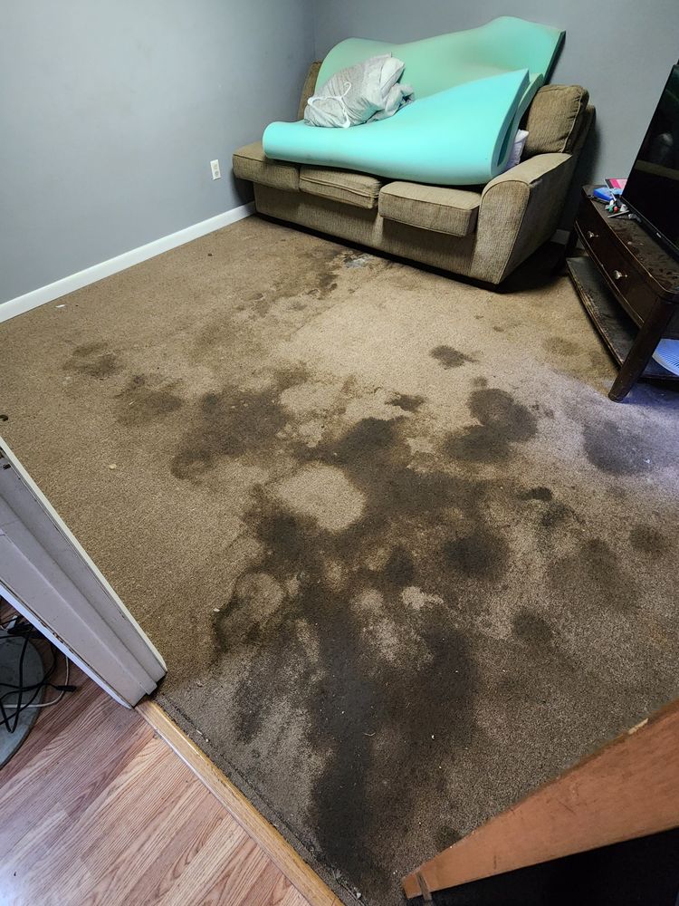 Carpet Cleaning for Sammy's Carpet Cleaning in Lewis County, TN