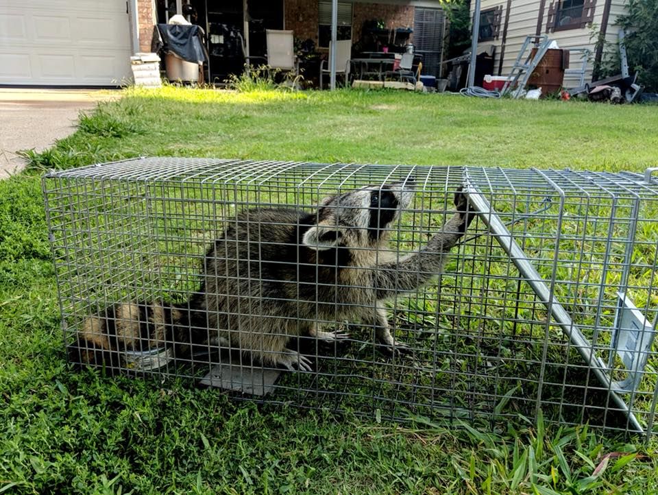 Wildlife Control for Toppers Wildlife Removal in Garland, TX