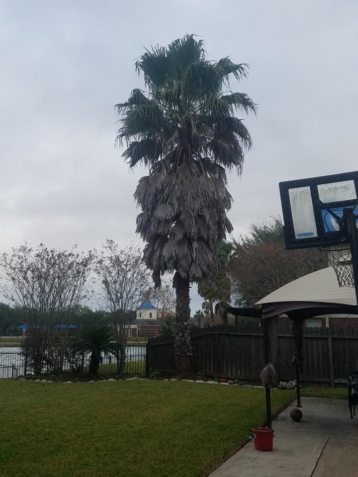 All Photos for Servin's Tree Care  in Houston, TX