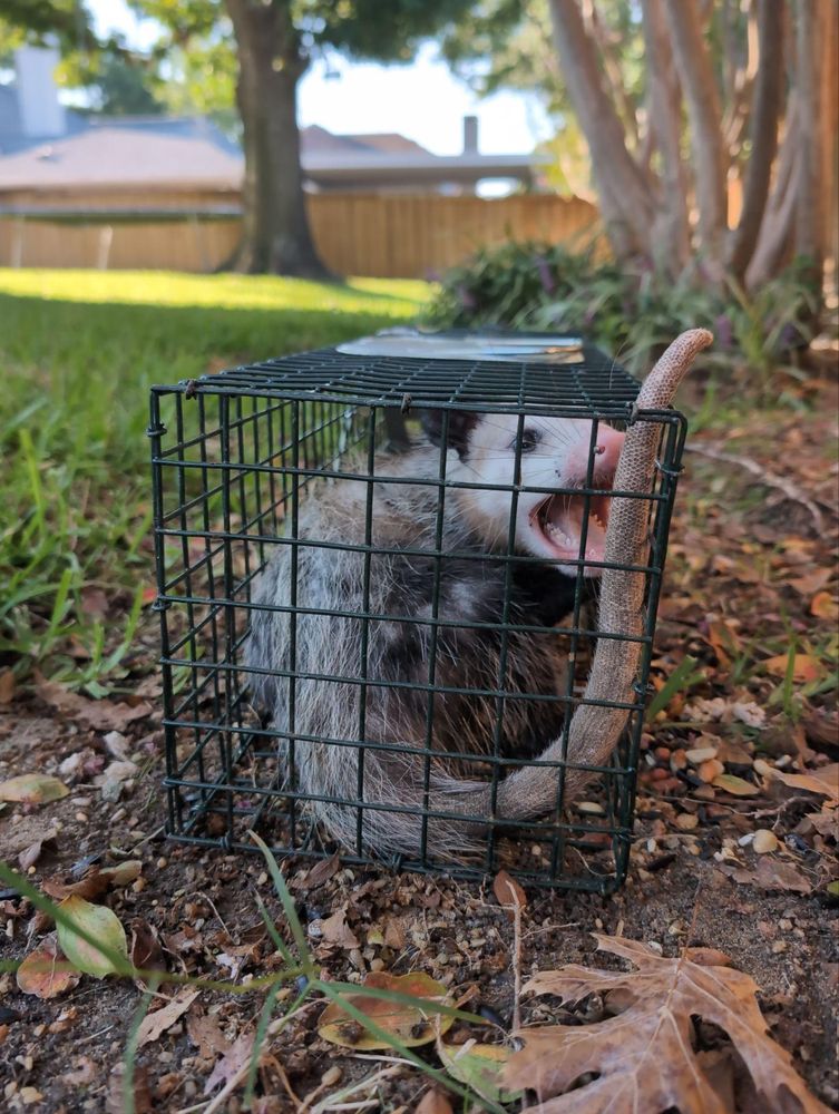 All Photos for Topper's Wildlife Removal in Garland, TX