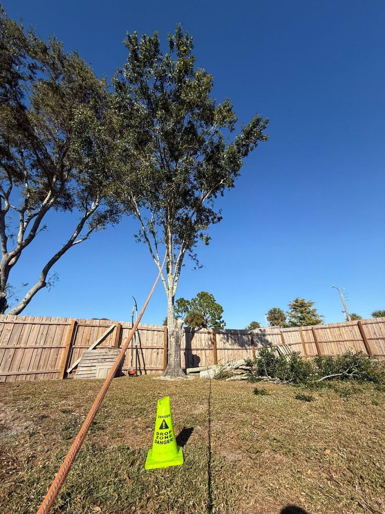 All Photos for Damian’s Tree Care in Sarasota, FL