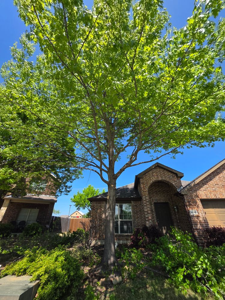 All Photos for RACSO RDZ LLC in McKinney, TX