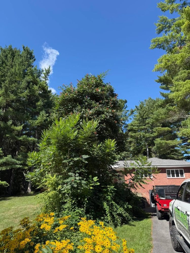 All Photos for Sterlings Tree Removal in Cobleskill, New York