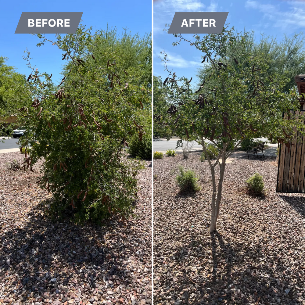 Topiary & Lawn Care for Grand Canyon State Landscape Inc. in Surprise, AZ