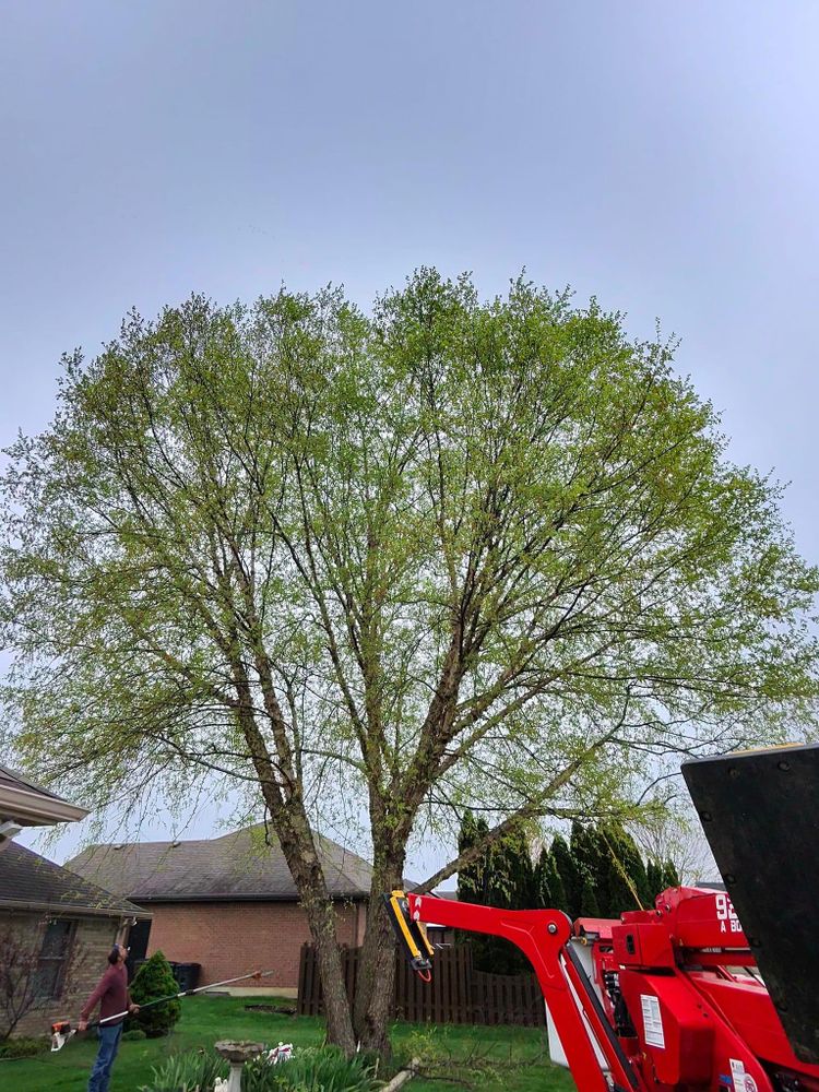 All Photos for F & F Tree Service in Beavercreek, OH