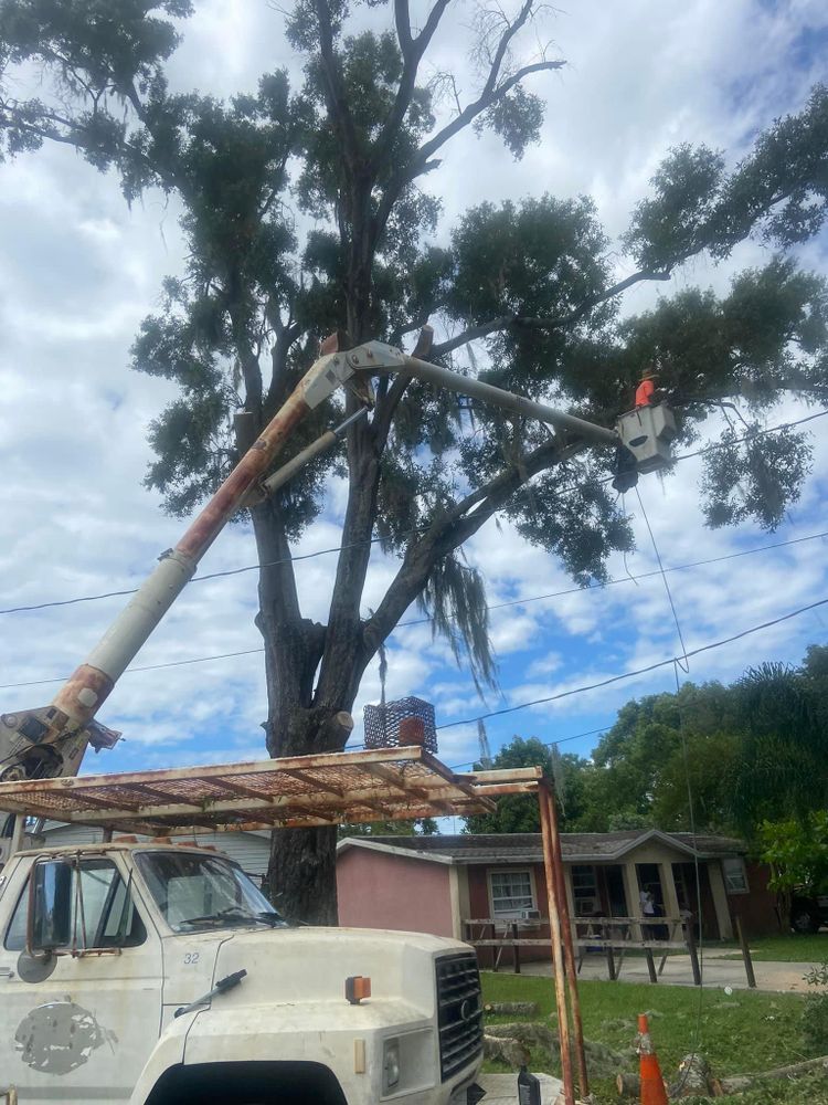 All Photos for Efficient and Reliable Tree Service in Lake Wales, FL