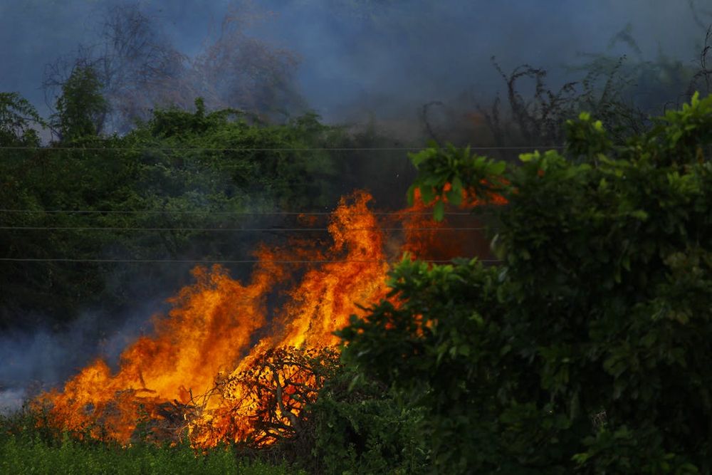 Our Wildfire Mitigation service reduces fire risks by strategically removing flammable vegetation, creating defensible spaces, and utilizing fire-resistant plants to protect your home while maintaining its natural beauty and safety. for Blade Runner Landscapes in Austin, TX