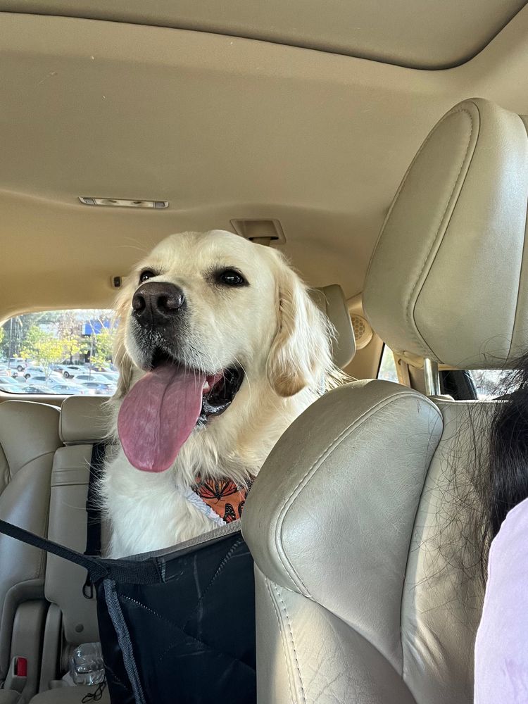 All Photos for Dumbo's Doggy Doors in City of Sammamish, WA