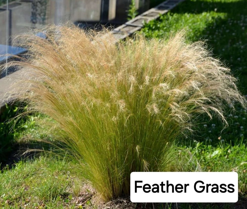 All Photos for CRM Palm & Landscaping in Rockport, TX