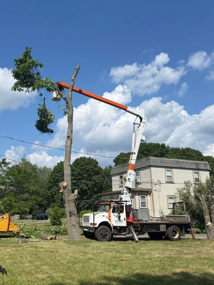Tree Removal for Dwights Tree Service LLC in Middleborough, MA