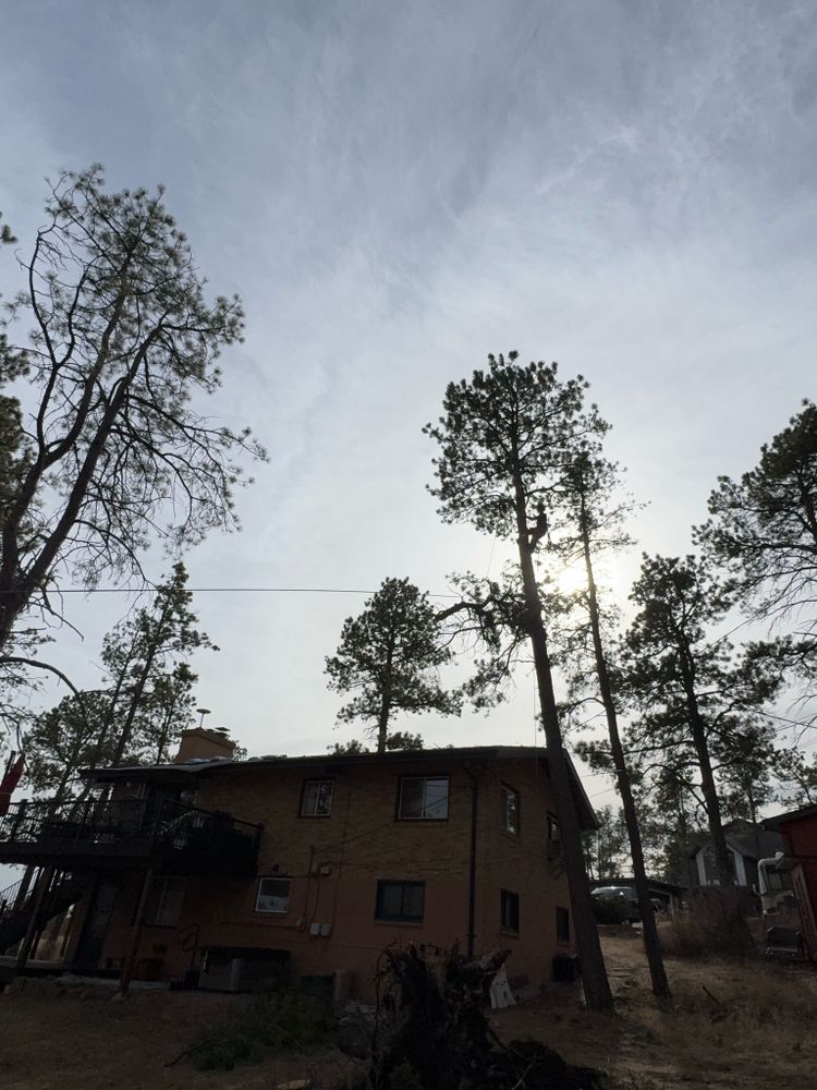 All Photos for Elevated Tree Care in Gillette, WY