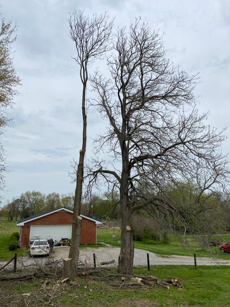 All Photos for Houtz Tree Service in Lexington, KY