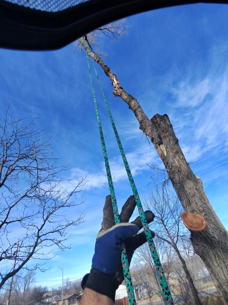 All Photos for Elevated Tree Care in Gillette, WY