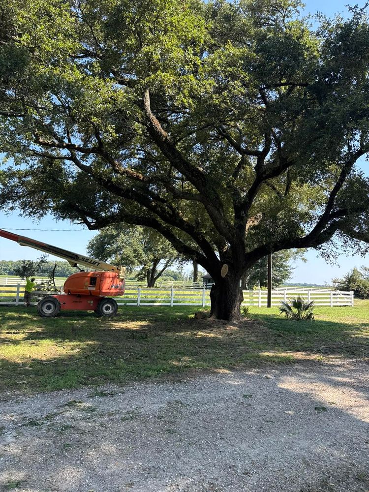 Tree Removal for Morace Tree Service in Natchez,,  MS