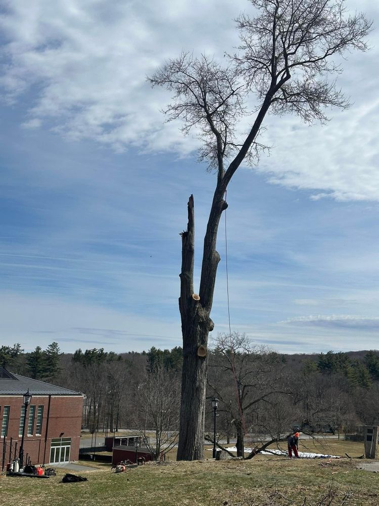 All Photos for Leaf and Limb in Townsend, MA