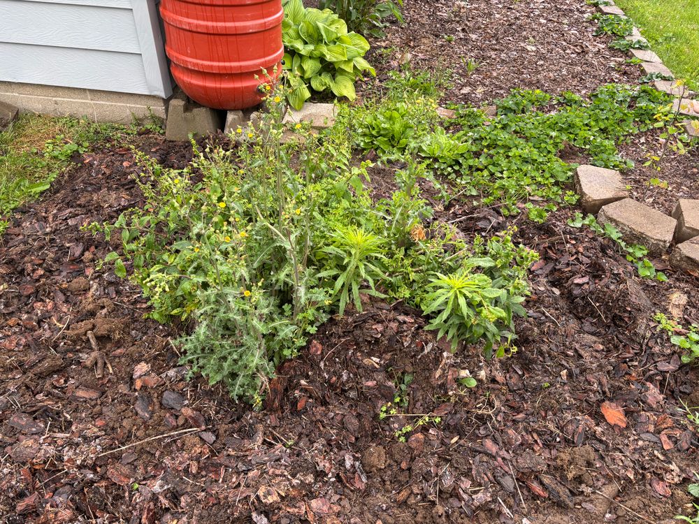 All Photos for Conrad's Stump Removal in Columbus, IN