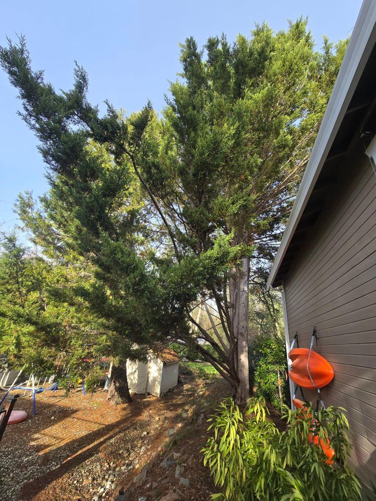 All Photos for Terra Heights Tree Experts & Landscaping  in Grass Valley,  CA