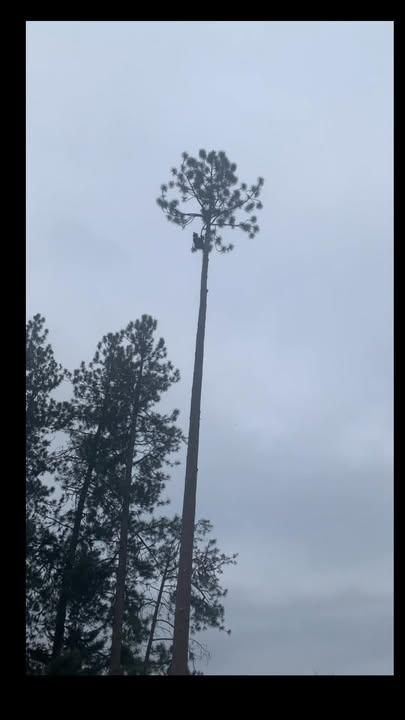 All Photos for IOL TREE EXPERTS in Spokane Valley, WA