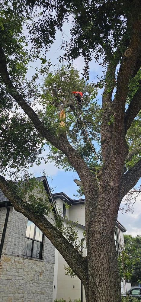 All Photos for Servin's Tree Care  in Houston, TX