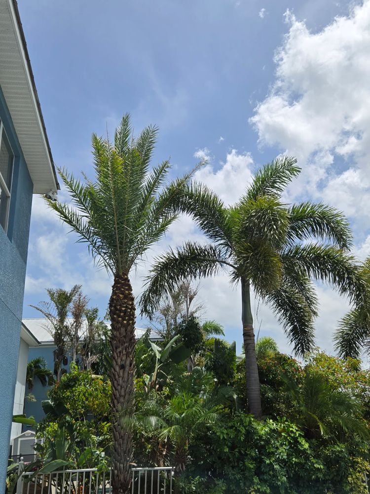 All Photos for TREE BOYS in Ruskin, FL