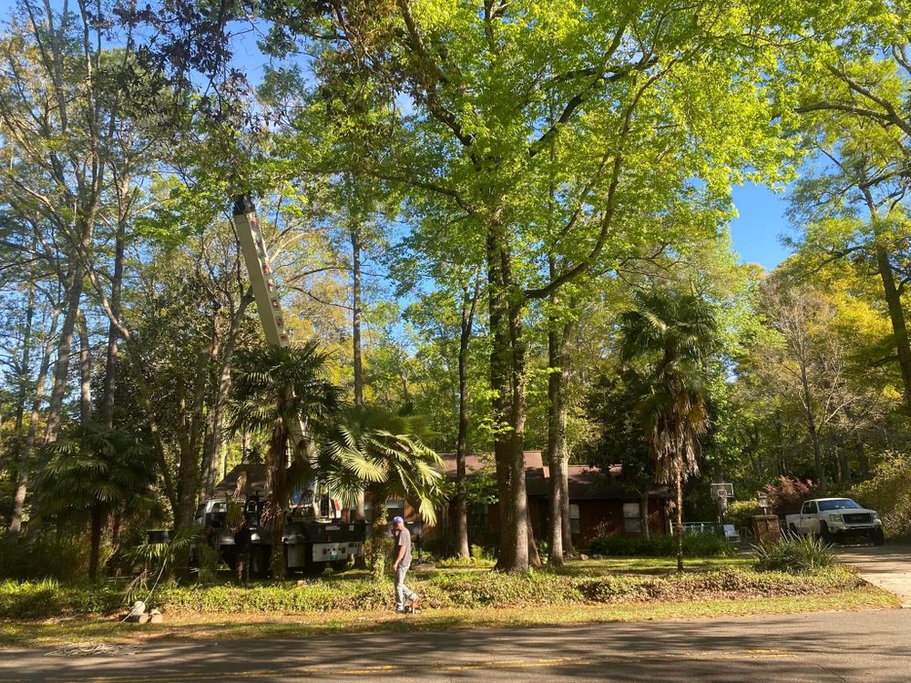 All Photos for Tates Tree Service in Tallahassee, FL