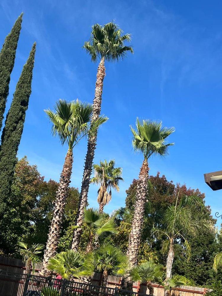 Tree Removal for Sammy's Tree Services in Rancho Cordova, CA