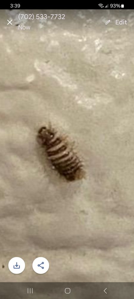 All Photos for Niko's Pest Control in Las Vegas, NV