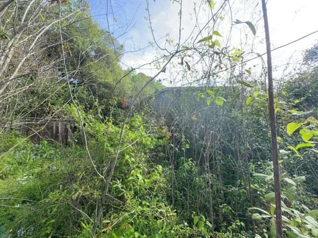 Tree Cleanup  for D&D Services of Pensacola in Pensacola, FL